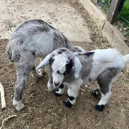 Agriturismo A Ca Du Cappellan *